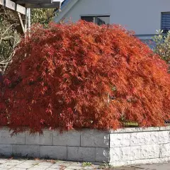 Érable du Japon 'Ornatum' - Acer palmatum 'Ornatum', érable japonais