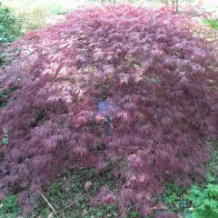 Érable du Japon 'Ornatum' - Acer palmatum 'Ornatum', érable japonais