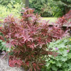 Érable du Japon 'Shaina' - Acer palmatum 'Shaina', érable japonais