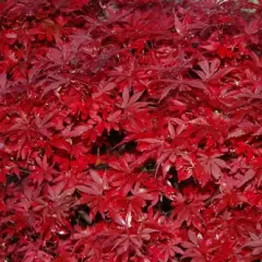 Érable du Japon 'Shaina' - Acer palmatum 'Shaina', érable japonais