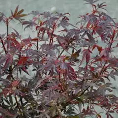 Érable du Japon 'Shaina' - Acer palmatum 'Shaina', érable japonais