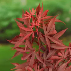 Érable du Japon 'Shaina' - Acer palmatum 'Shaina', érable japonais