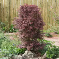 Érable du Japon 'Shaina' - Acer palmatum 'Shaina', érable japonais