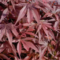 Érable du Japon 'Shaina' - Acer palmatum 'Shaina', érable japonais