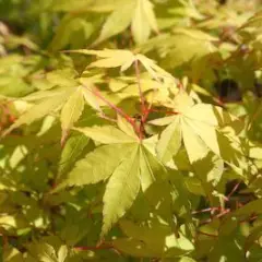 Érable du Japon 'Summer Gold' - Acer palmatum 'Summer Gold', érable japonais