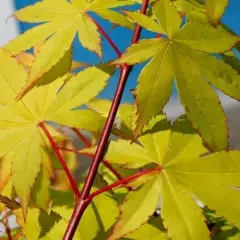 Érable du Japon 'Summer Gold' - Acer palmatum 'Summer Gold', érable japonais