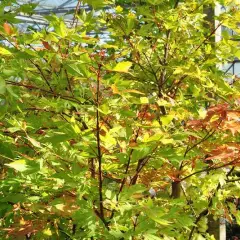 Érable du Japon 'Summer Gold' - Acer palmatum 'Summer Gold', érable japonais