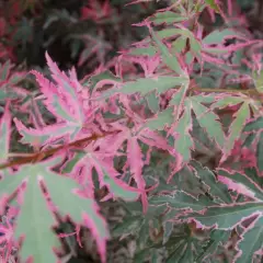 Érable du Japon 'Taylor' - Acer palmatum 'Taylor', érable japonais