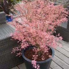 ACER palmatum 'Taylor' - Erable du Japon