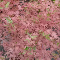 Érable du Japon 'Taylor' - Acer palmatum 'Taylor', érable japonais