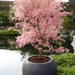 Érable du Japon 'Taylor' - Acer palmatum 'Taylor', érable japonais