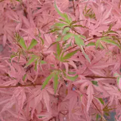 Érable du Japon 'Taylor' - Acer palmatum 'Taylor', érable japonais