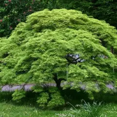 Érable du Japon palmatum - Acer palmatum, érable japonais