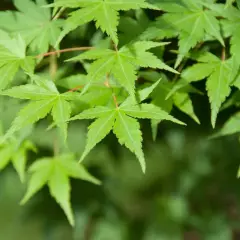 ACER palmatum - Erable du Japon