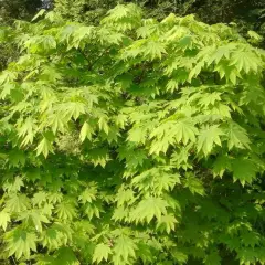 Érable du Japon palmatum - Acer palmatum, érable japonais