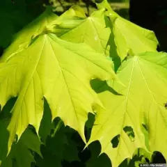 ACER platanoides 'Columnare' - Erable plane 'Columnare