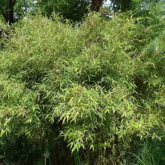 FARGESIA murielae 'Jumbo' - Bambou non traçant, pour haie