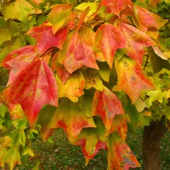 ACER buergerianum - Erable trident ou érable bürger