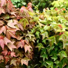 ACER buergerianum - Erable trident ou érable bürger