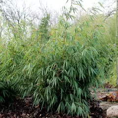 FARGESIA rufa - Bambou non traçant, pour haie