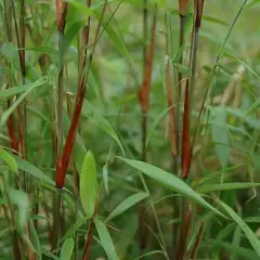 FARGESIA scabrida 'Asian wonder' - Bambou non traçant, pour haie