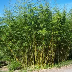 PHYLLOSTACHYS aurea - Bambou doré