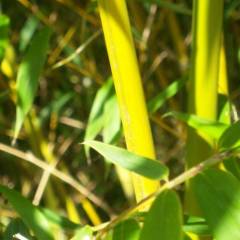 PHYLLOSTACHYS aurea - Bambou doré