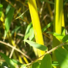 PHYLLOSTACHYS aurea - Bambou doré