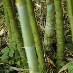 PHYLLOSTACHYS aurea - Bambou doré