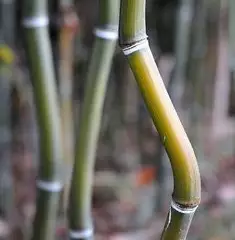 PHYLLOSTACHYS aureosulcata 'Alata' - Bambou PHYLLOSTACHYS aureosulcata 'Alata'