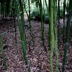 PHYLLOSTACHYS aureosulcata 'Alata' - Bambou PHYLLOSTACHYS aureosulcata 'Alata'