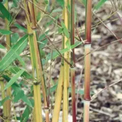 PHYLLOSTACHYS aureosulcata 'Aureocaulis' - Bambou