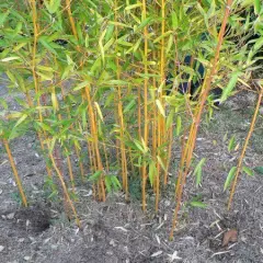 PHYLLOSTACHYS aureosulcata 'Aureocaulis' - Bambou