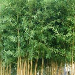 PHYLLOSTACHYS aureosulcata 'Spectabilis' - Bambou