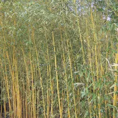 PHYLLOSTACHYS aureosulcata 'Spectabilis' - Bambou