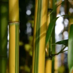 PHYLLOSTACHYS aureosulcata 'Spectabilis' - Bambou