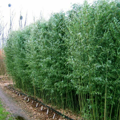 PHYLLOSTACHYS bissetii - Bambou