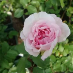 Rosier AUSTIN 'THE WEDGWOOD ROSE' - Rosier anglais