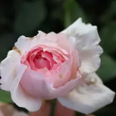 Rosier AUSTIN 'THE WEDGWOOD ROSE' - Rosier anglais