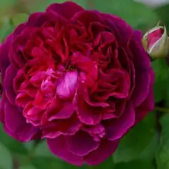 Rosier AUSTIN 'WILLIAM SHAKESPEARE' - Rosier anglais