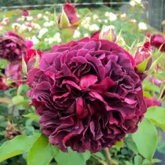 Rosier AUSTIN 'WILLIAM SHAKESPEARE' - Rosier anglais