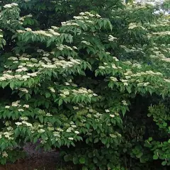 CORNUS alternifolia - Cornouiller à feuilles alternes