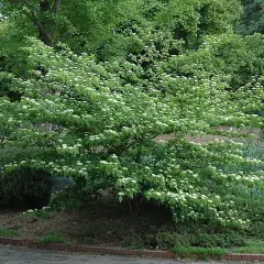 CORNUS alternifolia - Cornouiller à feuilles alternes