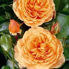 Rosier arbustif 'RIKITA' ® Tan 96205