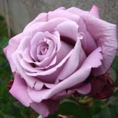 ROSIER Grande fleur 'CHARLES DE GAULLE' ® Meilanein