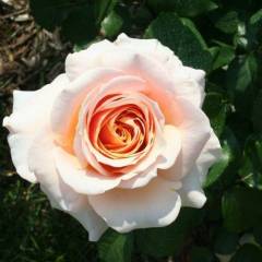 ROSIER Grande fleur 'CHIMENE' ® Harzazz