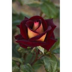 ROSIER Grande fleur 'EDDY MITCHELL' ® Meirysett