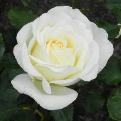 ROSIER Grande fleur 'IRINA BONDARENKO' ® Tan 07117