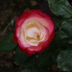 ROSIER Grande fleur 'LA GARCONNE' ® Taneiglat