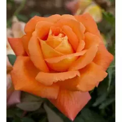 ROSIER Grande fleur 'LOUIS DE FUNES' ® Meirestif